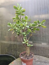 Bonsai Crassula ovata Geldbaum, ca. 50 cm hoch