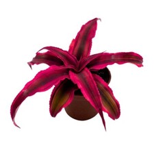Cryptanthus Bivittatus, 2 inch, Red Star Bromeliad, Tiny Mini Pixie Plant, Brigh