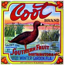 Coot Brand Orange Winter Garden Florida Citrus Fruit Crate Bird Label Art Print