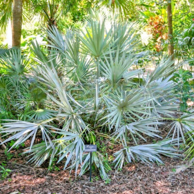Serenoa repens 'Silver' - Silver Saw Palmetto - 5 fresh seed Serenoa repens 'Silver' - Silver Saw Palmetto - 5 fresh seed