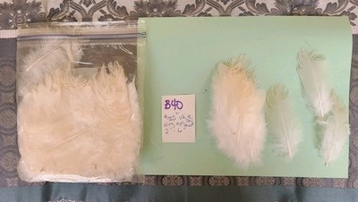 150 white Peacock Body Feathers assort  ''-6''  fly tying crafts cruelty-free B40