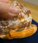 Carved Cameo Conch Shell With Portrait Italy  — photo 9