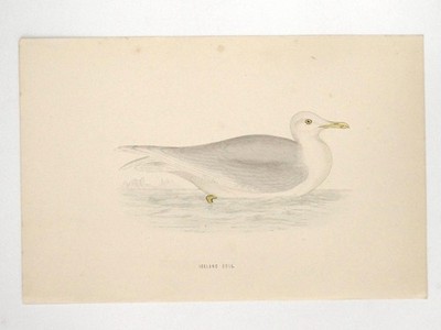 Island Möwe britischer Vogel Druck F O Morris A F Lydon um 1870 handkoloriert