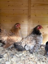 Serama and Kikiriki Hatching Eggs 8 Naked Neck/bolo/frizzled/crested  More