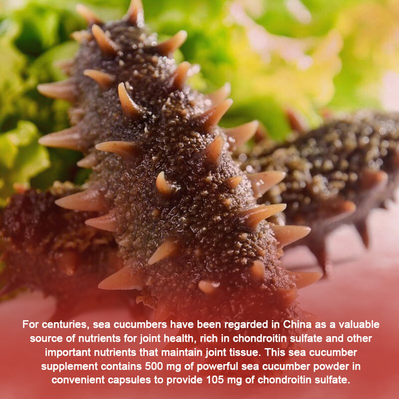 Cetriolo di Mare - Salute Ossa e Articolazioni, Supporto Pressione Arteriosa, Supporto Metabolismo foto 4