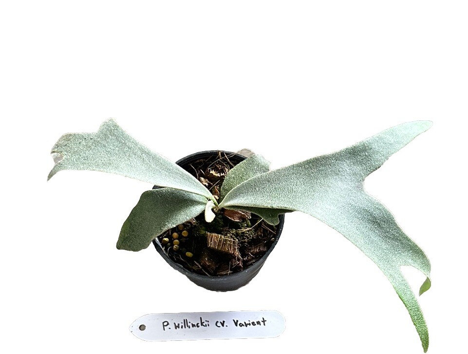P. willinckii ’Jenny’ TC 307 Platycerium Willinckii Jenny | SibOrchid.com | August 29, 2025