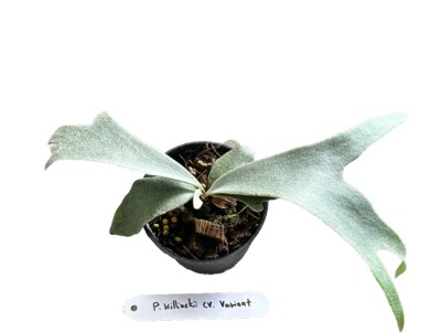 Platycerium Willinckii cv. Varient Staghorn Fern + Free