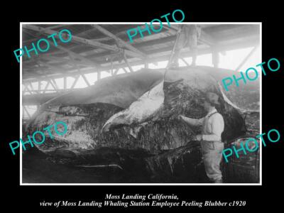 OLD LARGE HISTORIC PHOTO OF MOSS LANDING CALIFORNIA THE WHALING STATION c1920 1