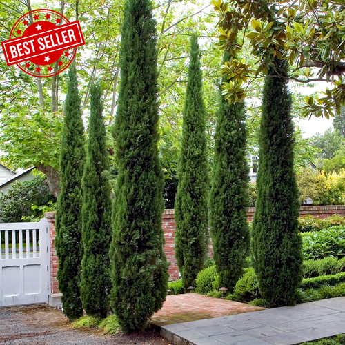 Set of 2 Italian Cypress Trees, 90-120CM Tall, Ornamental Evergreen Shrubs - Picture 12 of 12