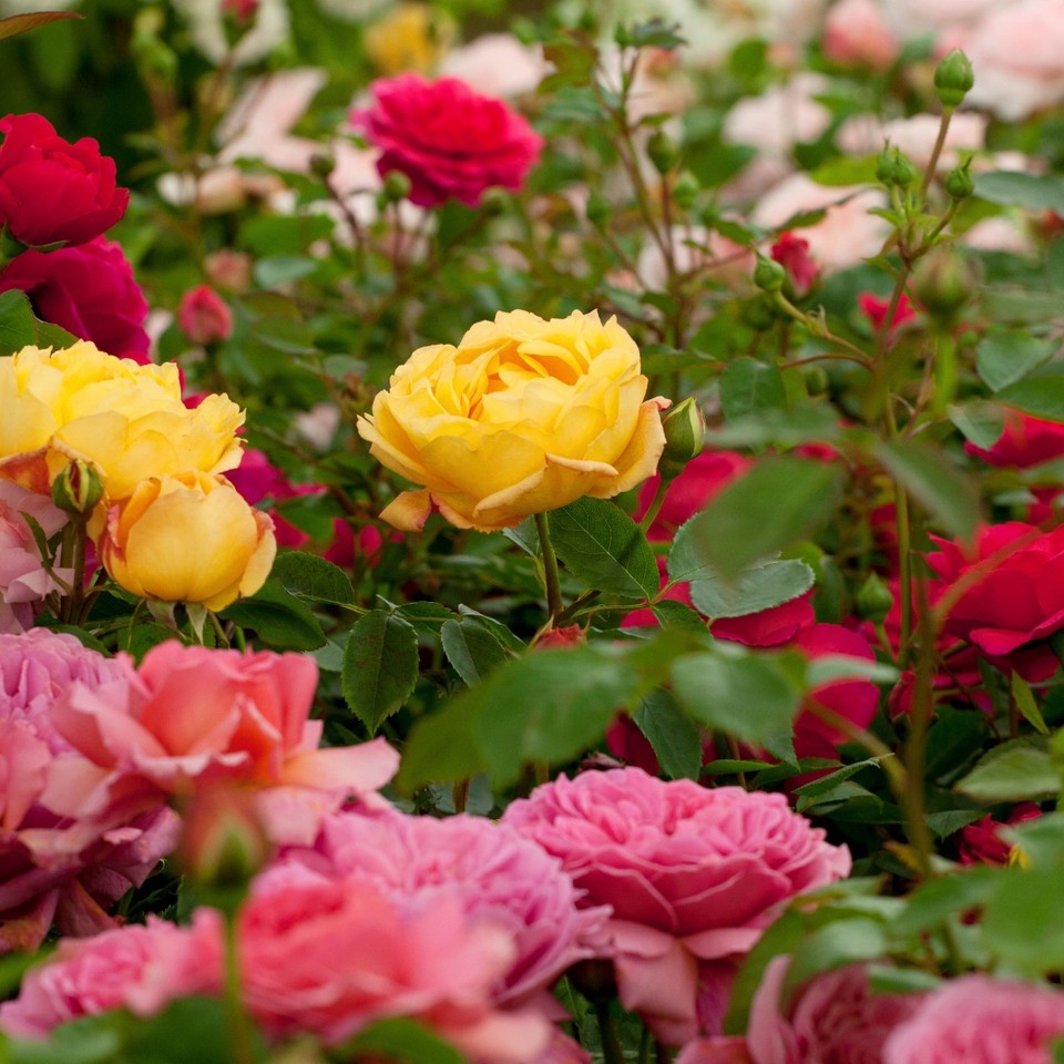 Bare Root Roses Nurseryman’s Collection - Mixed Rose Bush Strong Garden ...