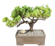 Juniper Bonsai Trained Tree 11"H Evergreen OutdoorLive Juniper Procumbens Nana