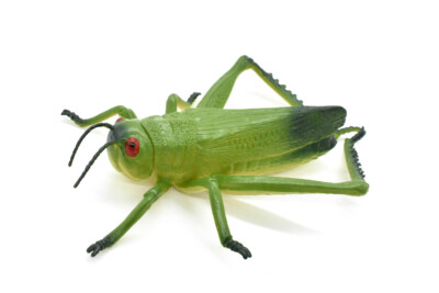 Grasshopper Toy, Green, Large Rubber Bug, Realistic Insect Model