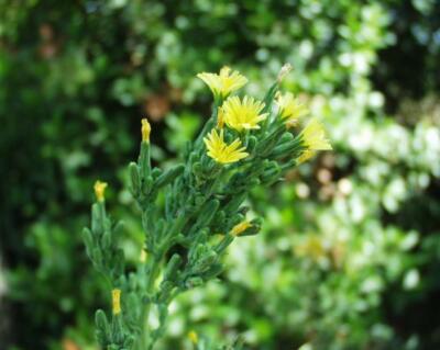 Lactuca virosa Extrakt  -  Wilder Lattich + GRATIS Zugaben