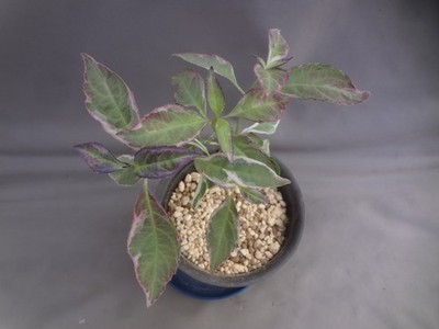 Hydrangea serrata var. serrata 'Youen' white variegated [Must read description]