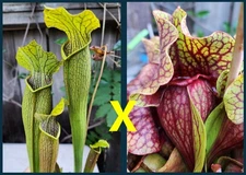 2025 SARRACENIA SEEDS: BOG WITCH X FAT ORNATE PURPUREA [CARNIVOROUS PLANT SEED]
