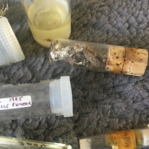 Rare 26 Vintage Science Lab Samples Shells Insect Weed Etc Great Variety - Foto 13 di 17