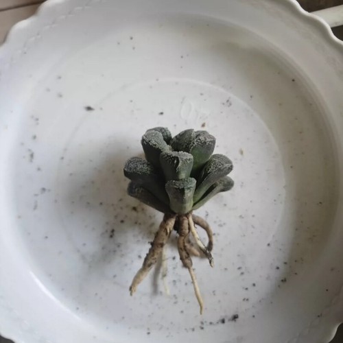 5CM Succulent Plant Haworthia Comptioniana Demon Liliaceae Home Garden Beautiful - Picture 15 of 17