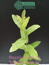 Dappled Willow 'Hakuro Nishiki' - Live Plant 10 to 12 inches - Salix integra