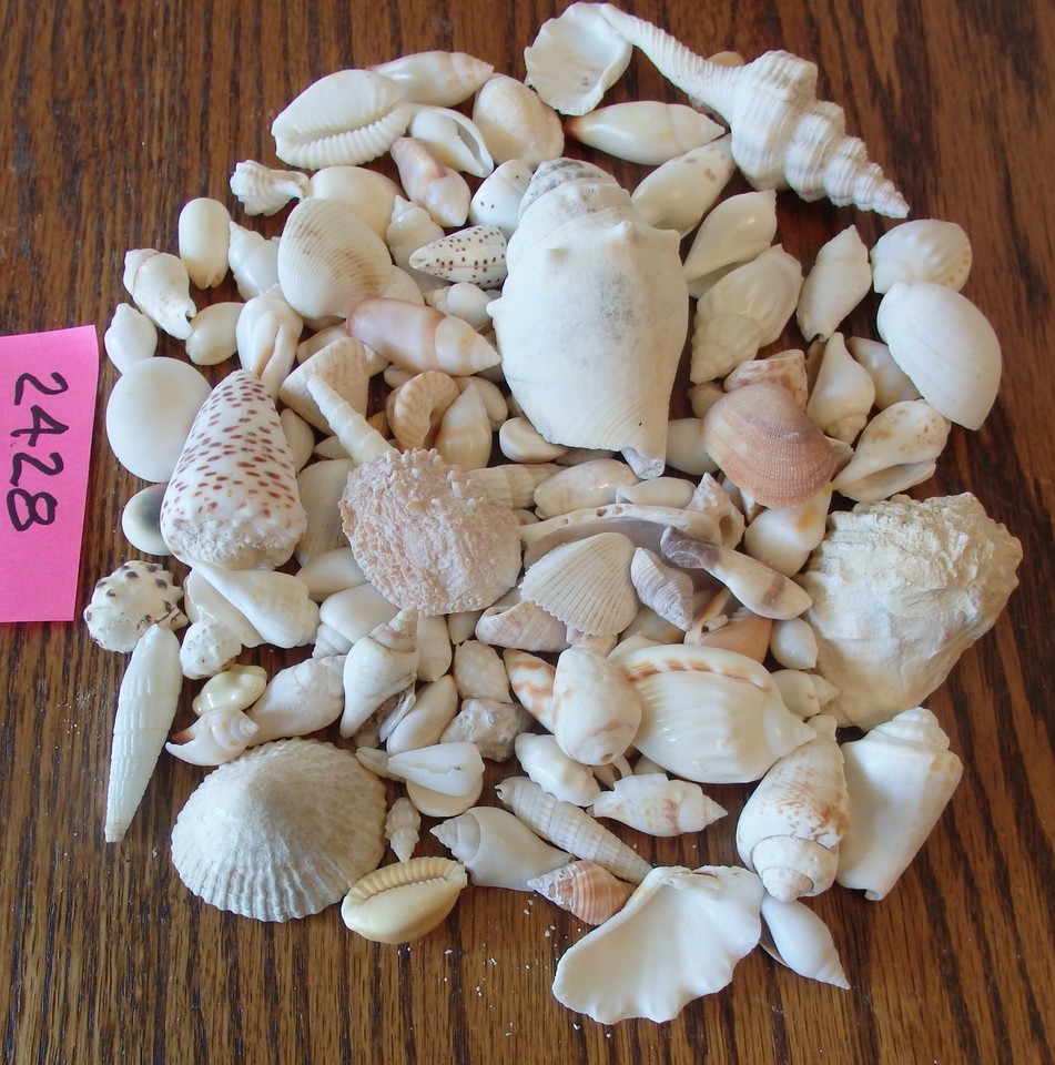 All Sea Shell Mixed lot of Sea shells from all over the World Craft Mix 1-2