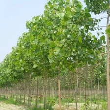 Fast growing shade trees Paulownia Elongota Variety. Ship anywhere in the USA .