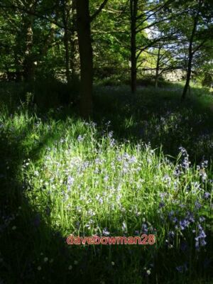 PHOTO  BLUEBELLS IN A POOL OF SUNLIGHT IN COPPICE WOOD BETWEEN HATHERSAGE AND GR