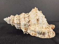 Natural Frog Snail Shell Conch Horn Seashell Real Beach Ocean Decor 8" Tutufa