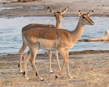 Wall Hanging Canvas Photo Print of a South Africa Gazelles standing  8X10 to 40