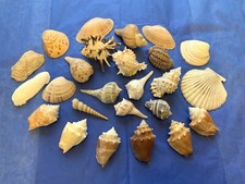 Muschel Lot 25 gemischte Sorten mittel 3 bis 4 cm