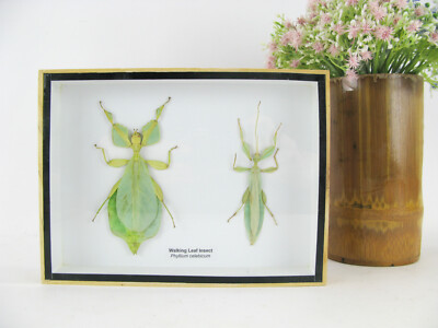 2 echte exotische Insekten - groß -  im Schaukasten 2x Giant Walking Leaf Insect