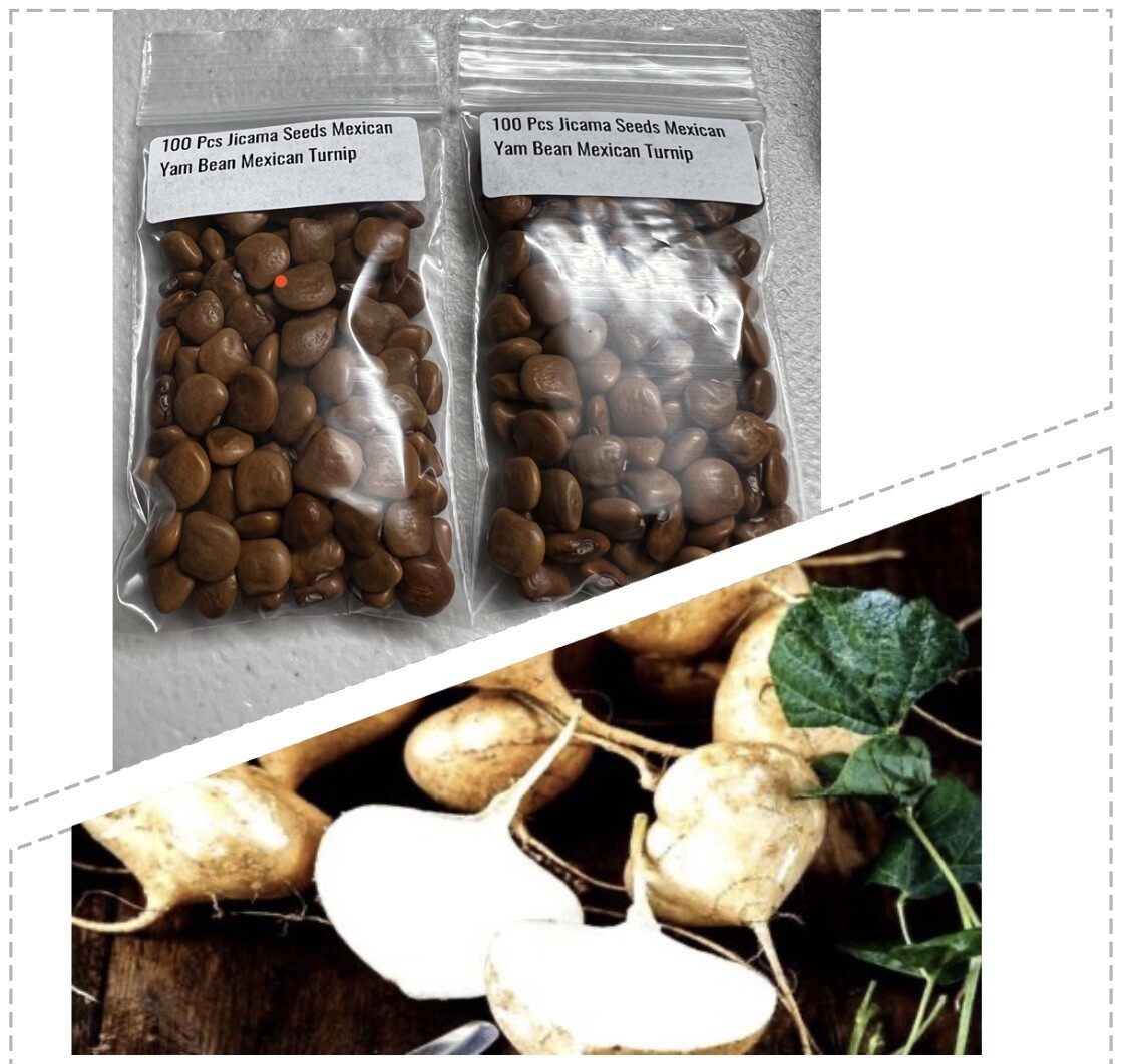 2 Bags Of 100 Jicama Seeds/ Mexican Yam Bean Root Potato Seeds/ Cu