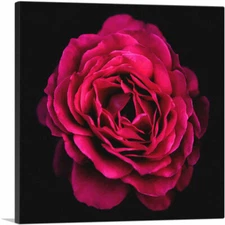 ARTCANVAS Rose Paint Home Decor Canvas Art Print