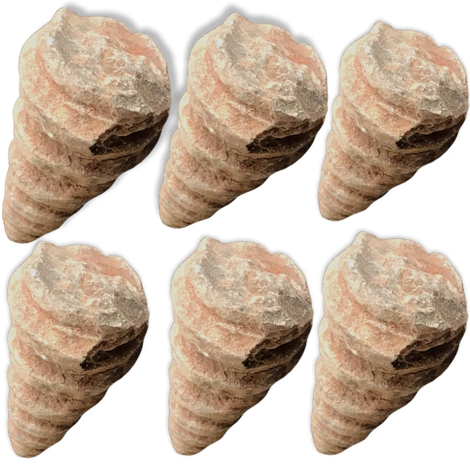 Steinfixx® - Turmschnecke versteinert Schnecken Fossilien Sammlerstück - Bild 4 von 4