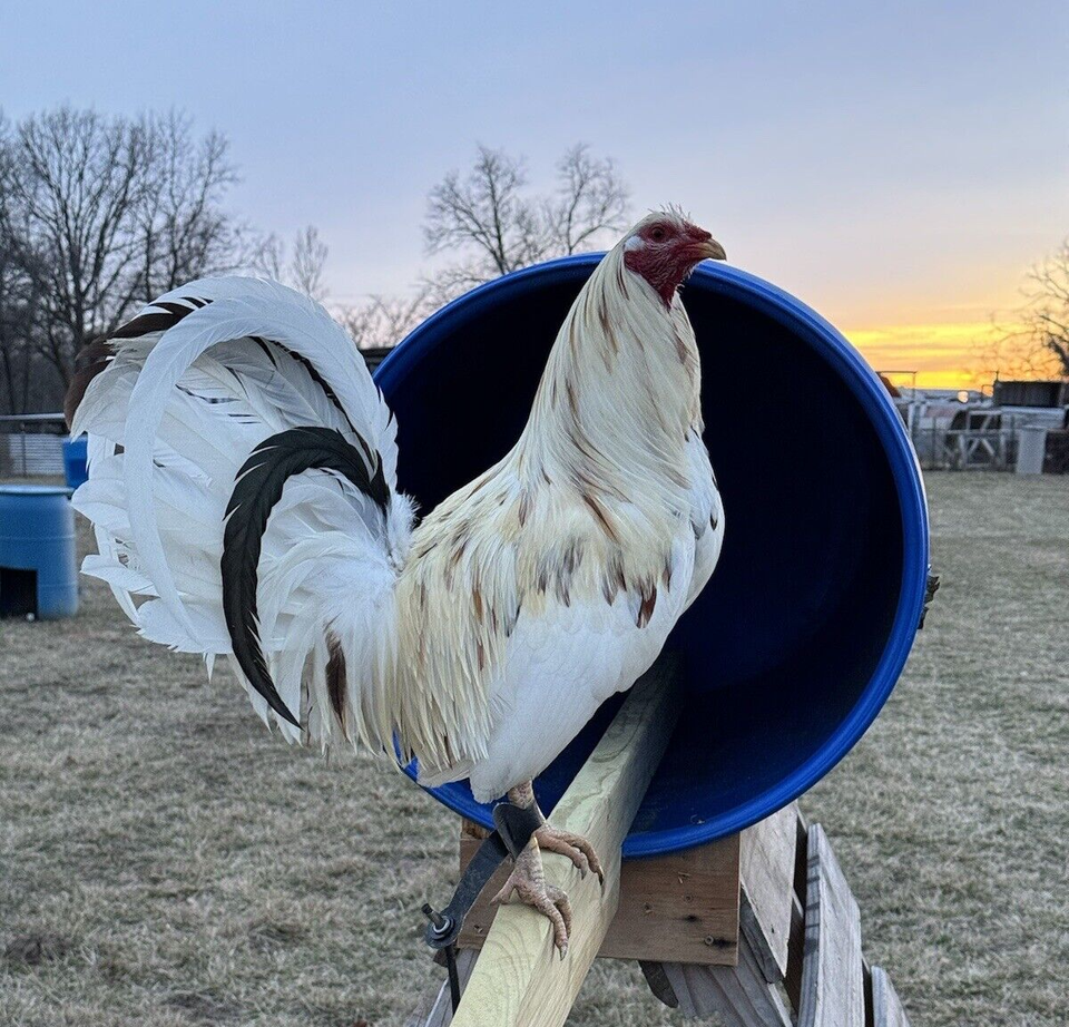 7+ SHOWME FOWL Rambler Farms Line of White Kelso Hatching Game