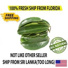 400 SOURSOP/GUANABANA LEAVES: FRESH PICK READY TO SHIP FLORIDA