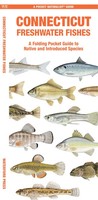Connecticut Freshwater Fishes | Matthew Morris | Englisch | BroschüRe | 2024