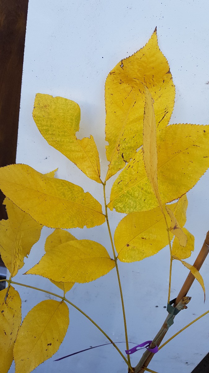 Carier écailleux Carya carolinae-septentrionalis arbre résistant aux hivers froids
