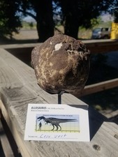 Allosaurus Cervical Vertebra Fossil Specimen Morrison Jurassic Formation Display