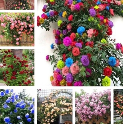 20 Classic Hybrid Tea Rose Seeds For Home Garden - Perennial, Full Sun, Spring/Summer Bloom 11 thumbnail image