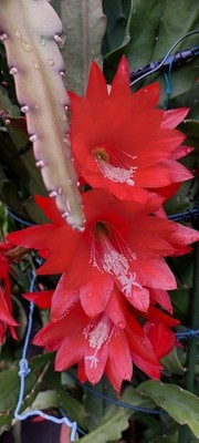 Epiphyllum Ackermanni - Junge Pflanze