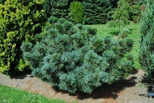 Japanese Stone Pine, Pinus pumila, Tree Seeds