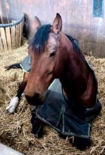 Pferd sucht liebevolle Pflege- / Reitbeteilig...