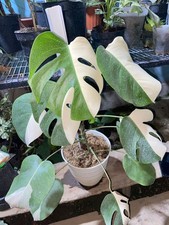 Real Picture Monstera Albo Halfmoon Variegated Lush Leaves Rare Plant