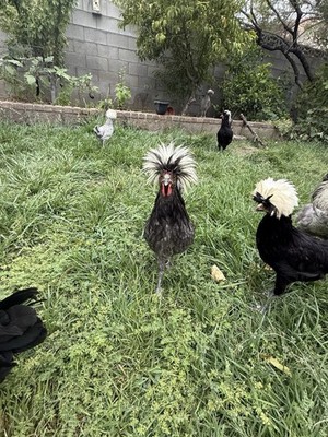 12+ FERTILE CHICKEN PUREBRED POLISH HATCHING EGGS QUICK SHIP USPS PRIORITY MAIL