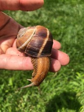 One Helix Lucorum Land Snail, Escargot Roman  | Large Adult Turkish Snail