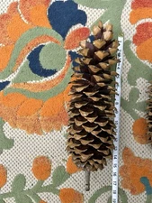 1 Large 18” Sugarpine Cone With Stem from Northern California Mt. Shasta Area