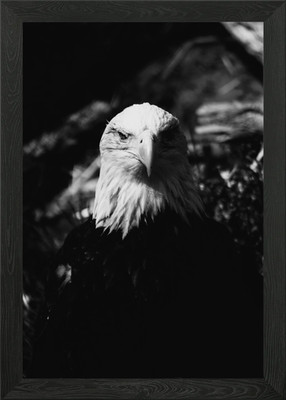 Schwarzer weißer Adler gerahmtes Wandbild Poster Leinwanddruck Bild