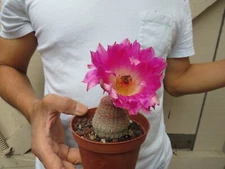 Echinocereus Rigidissimus Cactus