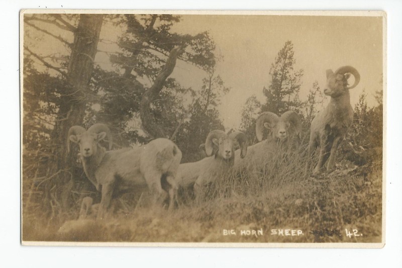 RPPC Postcard: Big Horn Sheep, by Canadian Pacific Rail; Banff; Byron Harmon #42