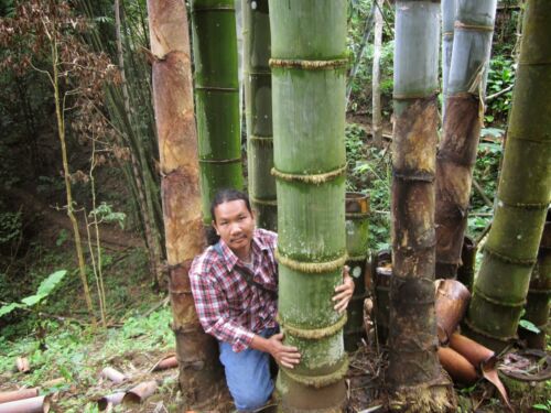 Dendrocalamus giganteus 12” Diameter @ Maturity! 1 Division / Starter Plant - Picture 3 of 4
