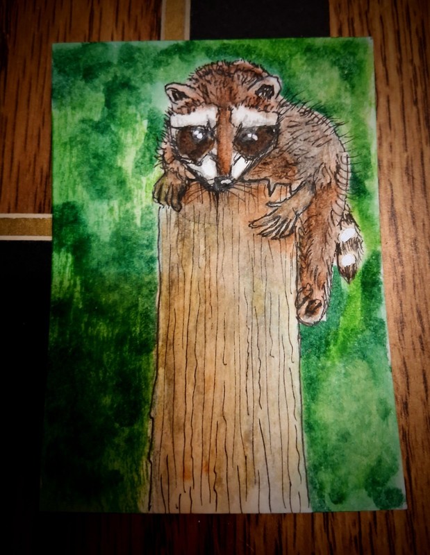 ACEO Original Watercolor Painting, Baby Raccoon by Herbie Hasbrouck Jr 